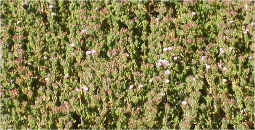 tomillo marino
