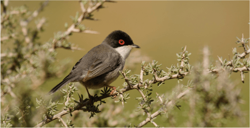 curruca cabecinegra